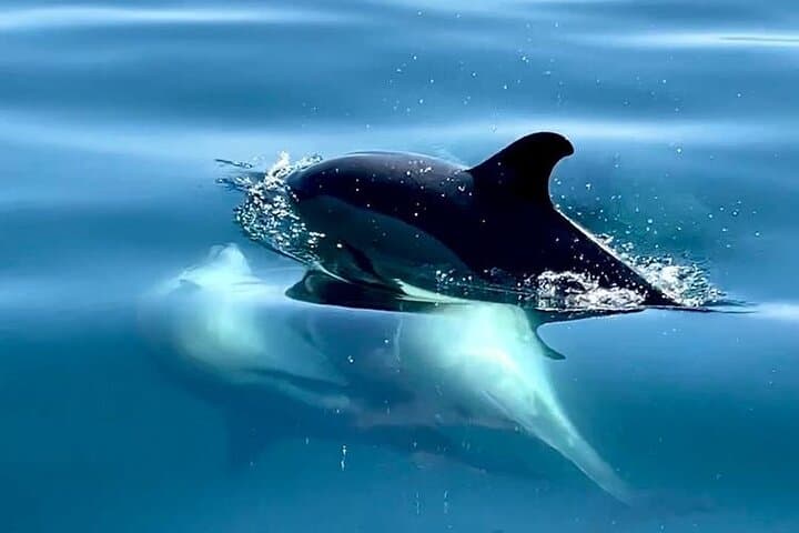 Dolphin Watching Boat Trip Along the Arrábida Coast from Sesimbra photo 2
