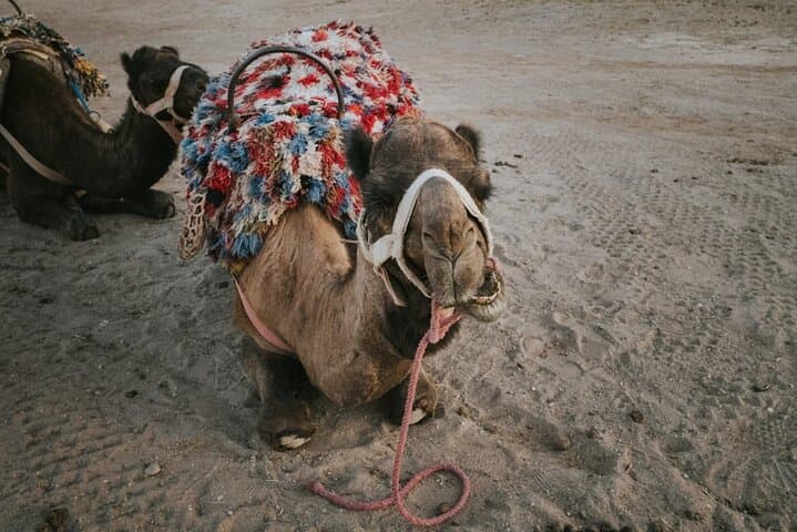 Agafay Desert Half-Day: Camel Ride, Quad Biking & Nomad Dinner from Marrakech photo 3