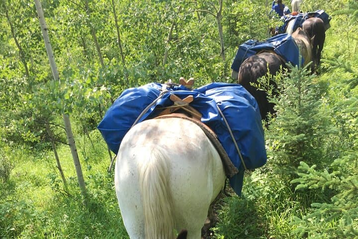 4-Day West Range Cabin Horsepacking in the Alberta Rockies: Ride, Cabins & High-Country Views photo 6