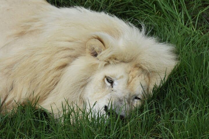 Cats in Conservation at Tenikwa: Full-Day Wildlife Rehabilitation Experience in Plettenberg Bay photo 3