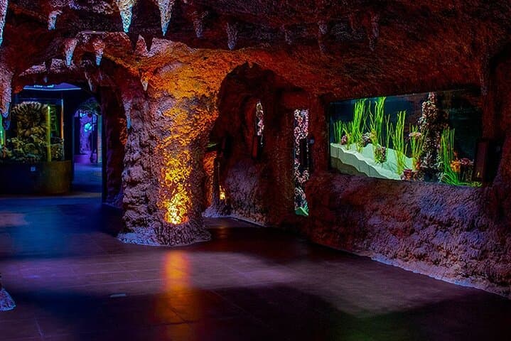 National Aquarium Abu Dhabi: Visitor Guide to the Middle East’s Largest Aquarium photo 3