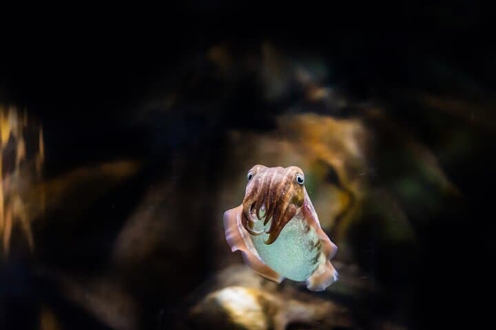National Aquarium Abu Dhabi: Visitor Guide to the Middle East’s Largest Aquarium photo 6