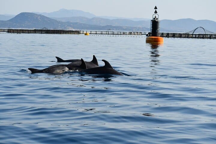 Figarolo Dolphin Watching & Snorkeling — Golfo Aranci Sea Safari photo 2