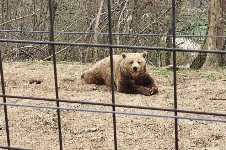 One-Day Transylvania: Bears Sanctuary, Bran Castle & Brasov from Bucharest photo 2