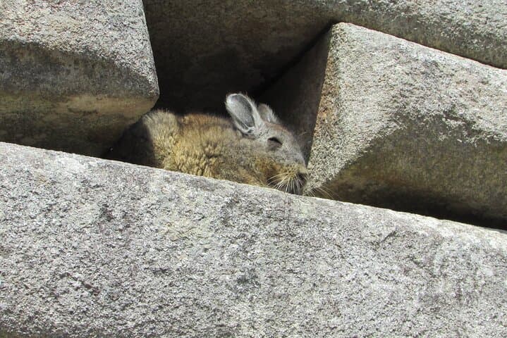Machu Picchu Day Trip from Cusco: Shared Train & Guided Tour photo 4