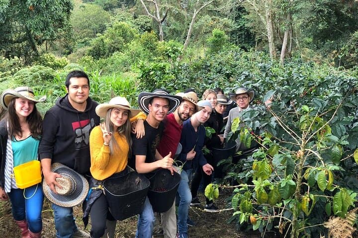 Hike Cocora Valley & Coffee Farm Day Tour from Salento