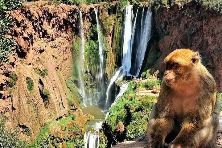 Ouzoud Falls Private Day Trip from Marrakech — All-Inclusive Waterfall Hike