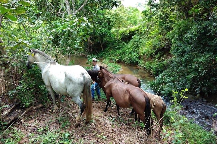 Horseback Riding in Panama's Farming Region — Cerro Azul & El Valle Day Ride photo 3