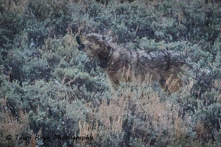 2-Day Private Yellowstone Tour: Upper & Lower Loops with Wildlife and Geothermal Highlights photo 2