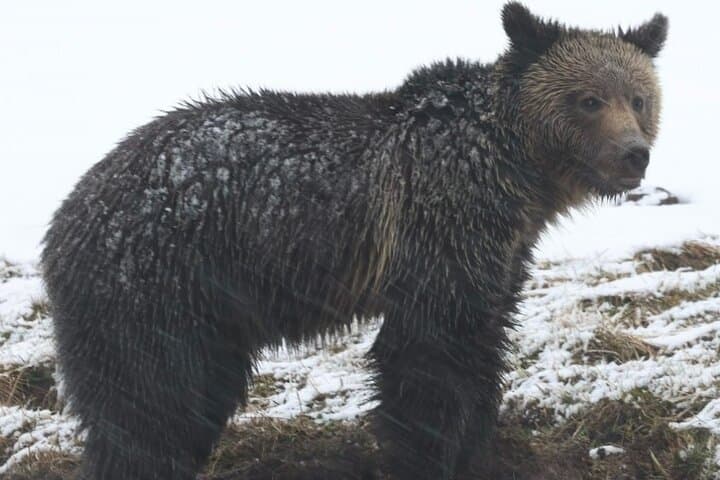 2-Day Private Yellowstone Tour: Upper & Lower Loops with Wildlife and Geothermal Highlights photo 4