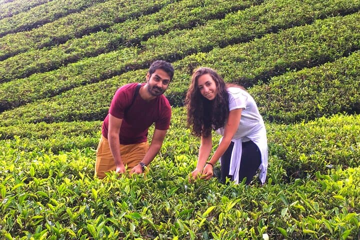 Cameron Highlands Day Tour from Ipoh — Tea Plantations, Kea Farm & Waterfall photo 4