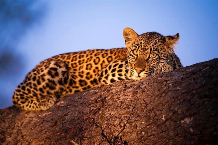 3-Day Tsavo East & Amboseli Safari from Diani Beach — Elephants, Lions & Kilimanjaro Views photo 3