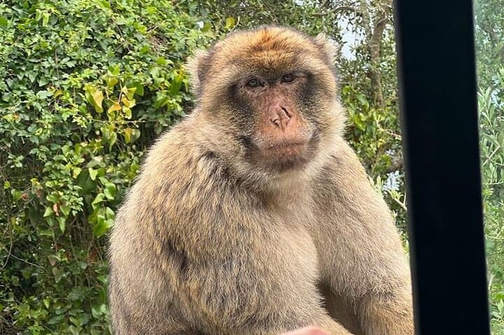 Gibraltar Rock Private Tour from Malaga — Macaques, Caves & Siege Tunnels