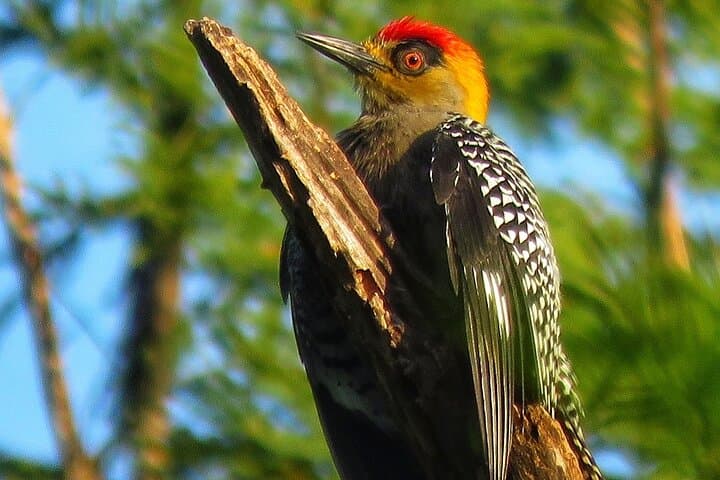 Colima Volcano Birdwatching — Endemic Species on the Slopes of Volcán de Colima photo 6