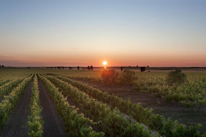 Salento Winery Day Trip from Lecce: Negroamaro & Primitivo Tasting with Lunch
