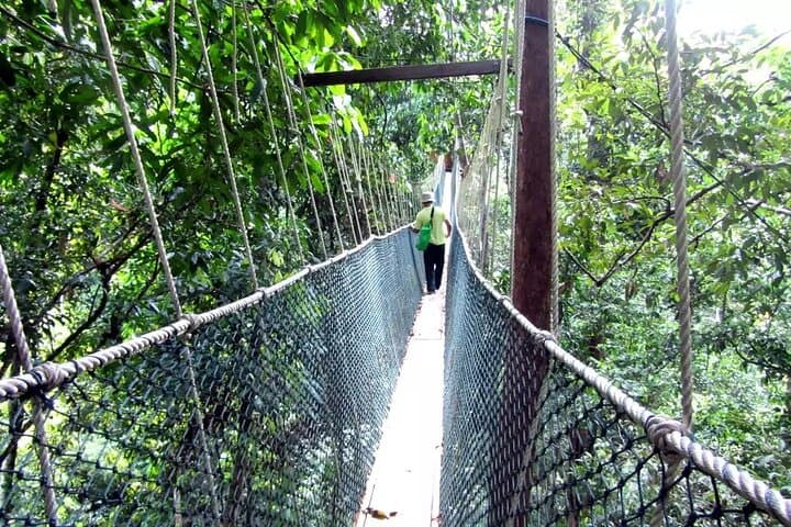 Taman Negara Day Tour: Canopy Walk, Teresek Hill Trek & River Lunch from Kuala Lumpur