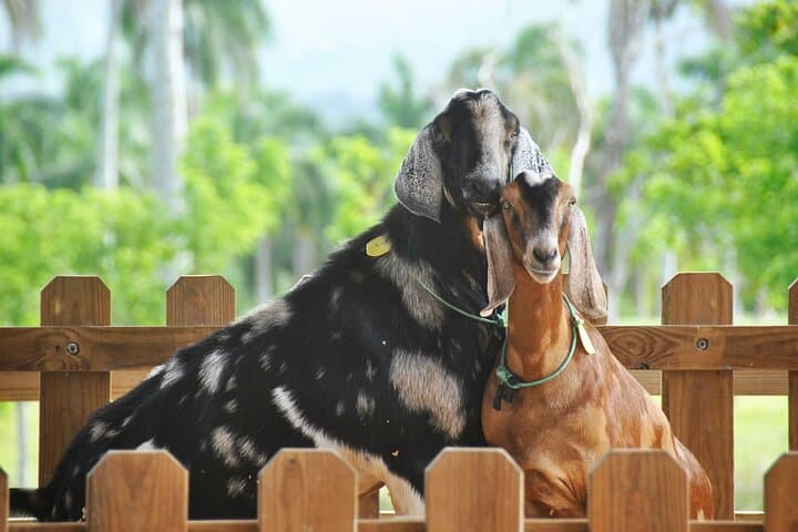 Xploration Animal Encounters Half-Day Tour from Punta Cana photo 6