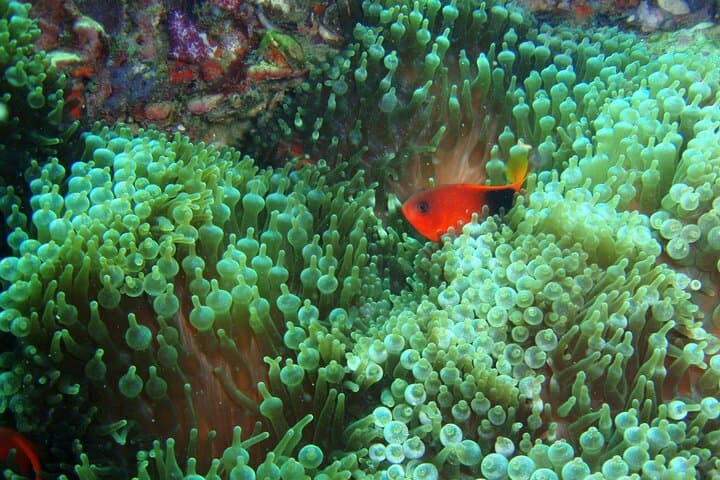 Full-Day Koh Phi Phi Scuba Diving Course from Phuket — Private 2-Dive Experience photo 5
