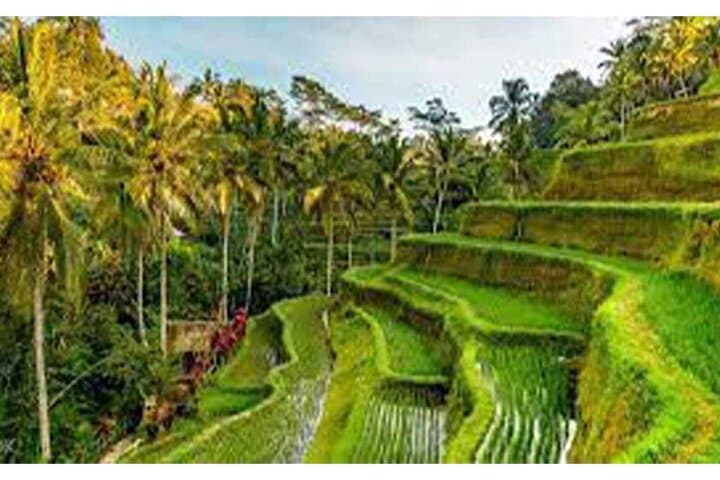 Ubud ATV Adventure: Quad Ride Through Rice Terraces, Monkey Forest & Waterfall photo 3