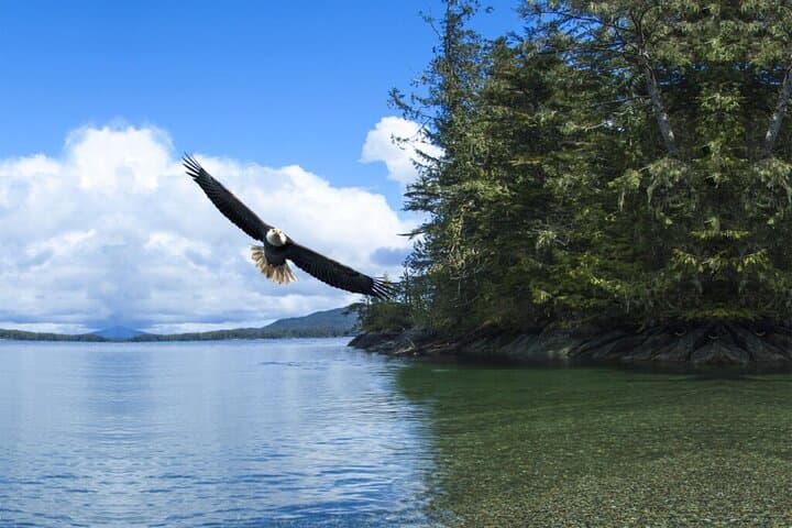 Private Ketchikan Tour: Totems, Wildlife & Waterfall — 3-Hour Custom Excursion photo 6