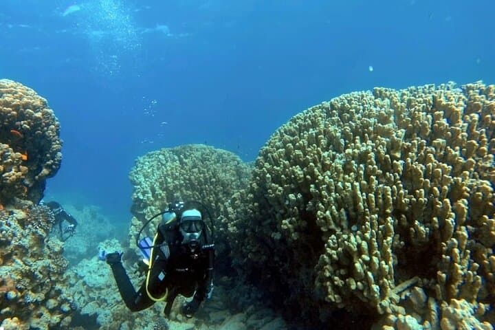 Aqaba Private Scuba Diving — Cedar Pride Wreck & Red Sea Coral Gardens photo 4