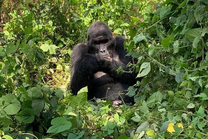 3-Day Bwindi Gorilla Trekking Safari — Bwindi Impenetrable Gorilla Experience photo 3