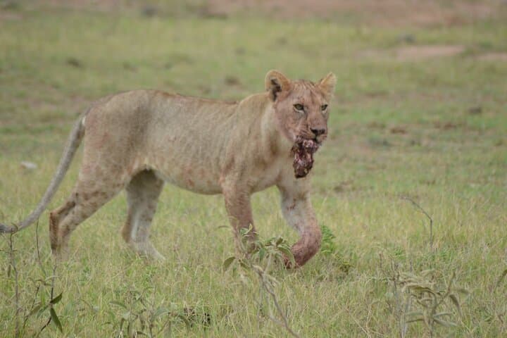 4-Day Safari from Diani: Tsavo & Amboseli Big-Game Circuit photo 2