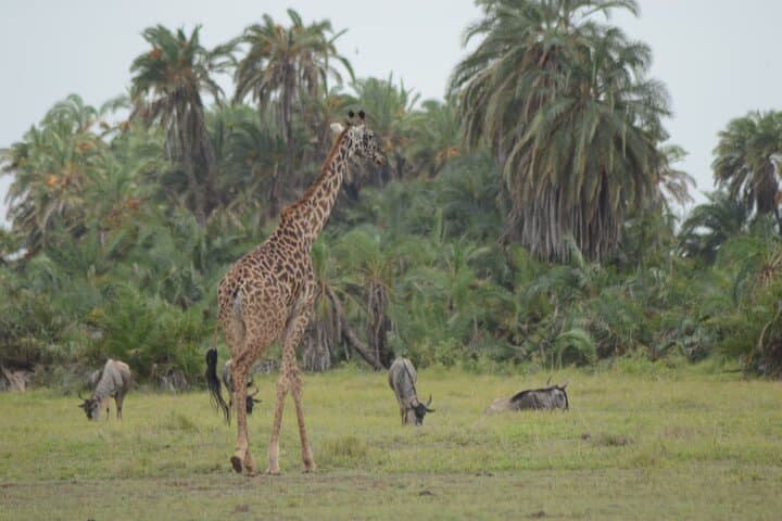 4-Day Safari from Diani: Tsavo & Amboseli Big-Game Circuit photo 3