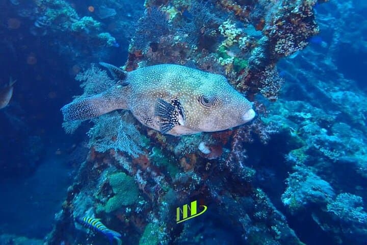 Tulamben Shipwreck & Coral Garden: Private Fun Dives on the USAT Liberty photo 5