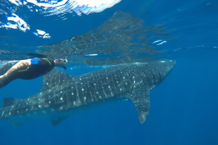 Swim with Whale Sharks from Holbox Island: Day-Trip Guide photo 4