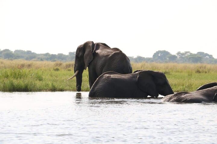 7-Day Big Five, Chimpanzee & Gorilla Tracking Safari in Uganda photo 3