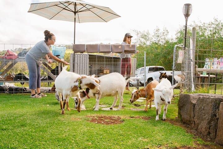 Sunset Goat Yoga with Live Music in Kula, Maui photo 4
