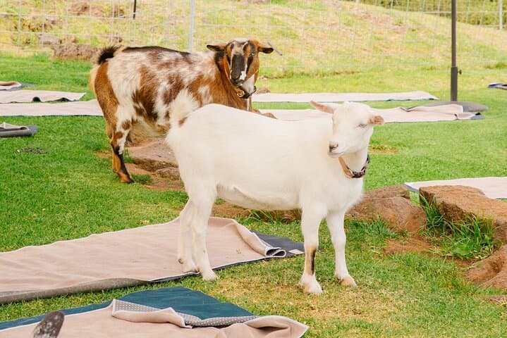 Sunset Goat Yoga with Live Music in Kula, Maui photo 6