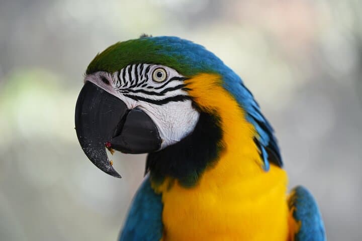 Iquitos Jungle Tour: 3-Day Amazon Adventure from Iquitos photo 2