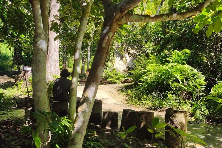 Sticky Waterfalls & Elephant Sanctuary: Chiang Mai Day Trip from the City photo 4