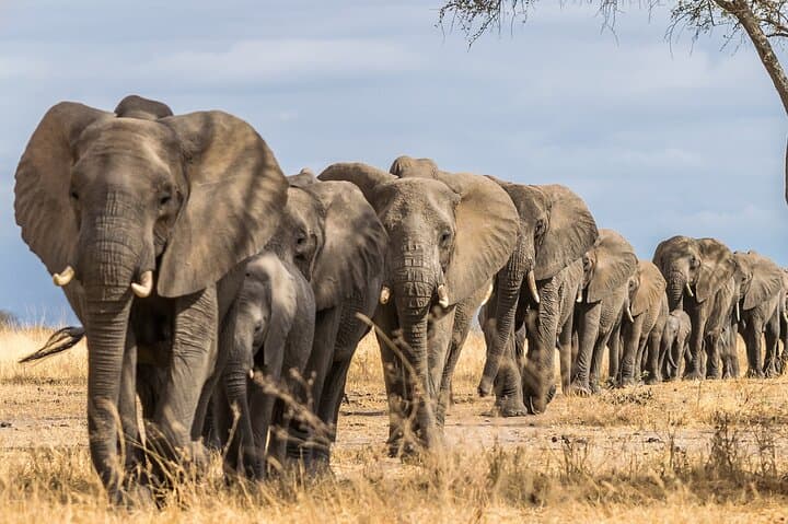 Exclusive Tarangire Safari Day Trip from Arusha photo 2