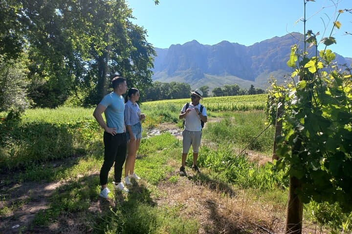 Banhoek Valley Hike & Wine Tasting — Half-Day Guided Nature Walk in Stellenbosch photo 4