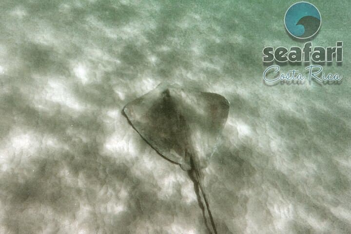 Scuba Diving Guanacaste: Two-Tank Dives from Flamingo & Las Catalinas photo 6