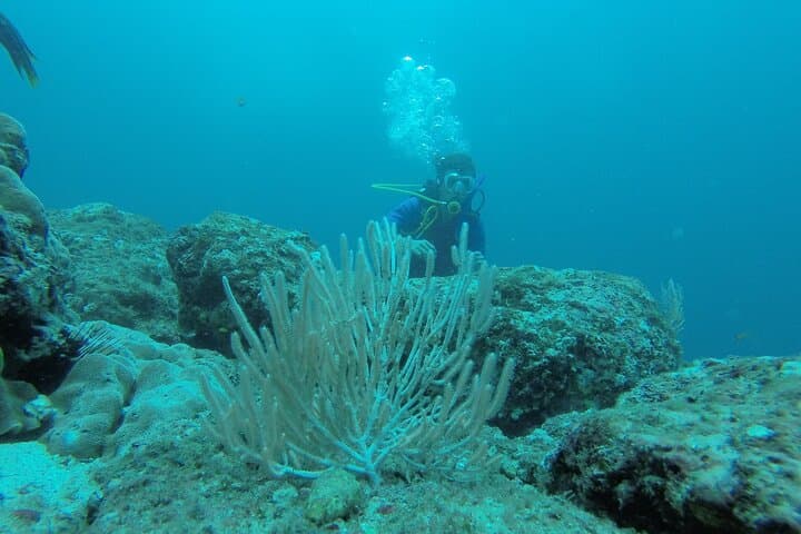 Scuba Diving Guanacaste: Two-Tank Dives from Flamingo & Las Catalinas photo 4