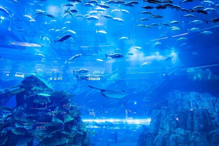 Dubai Mall Aquarium & Sky Views: Underwater Giants and a Glass-Floor Skyline photo 4