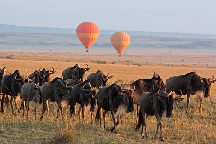 3-Day Group Safari to Masai Mara from Nairobi — Big Five & Great Migration Game Drives photo 3