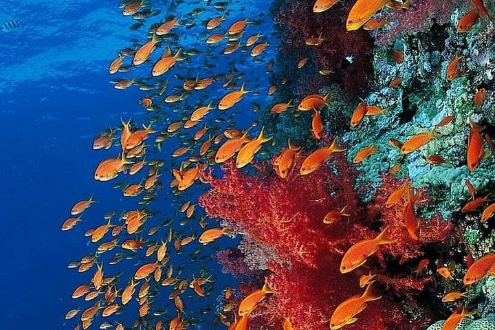 Mnemba Island Snorkel, Kuza Cave & Paje Beach Day Tour with The Rock Restaurant photo 5
