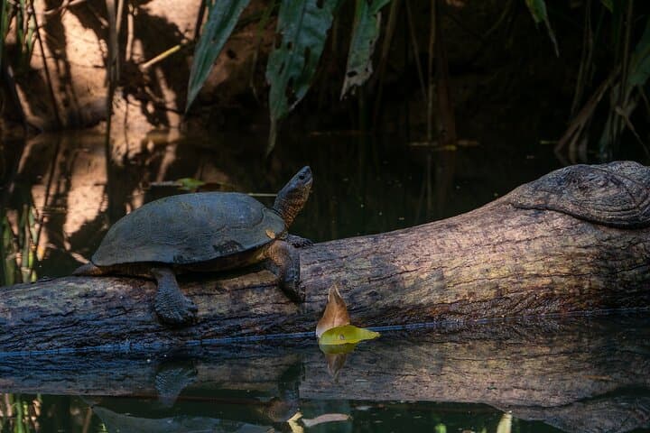 Clear-Kayak-Tour-Punta-Uva-Caribbean-Costa-Rica photo 3