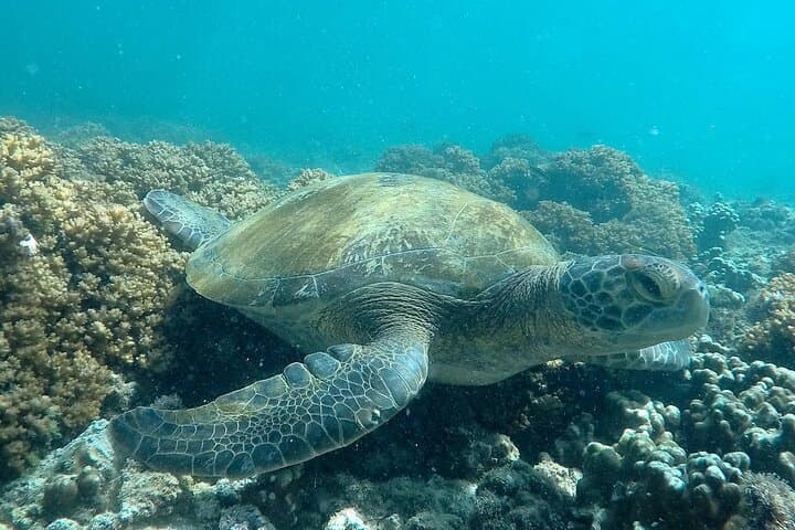 Isla Espíritu Santo Boat Tour from La Paz — Snorkel, Sea Lions & Beach Lunch photo 4