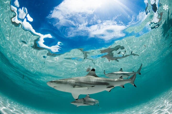 Moorea Lagoon Snorkel: Small-Group Tour with Lunch photo 4
