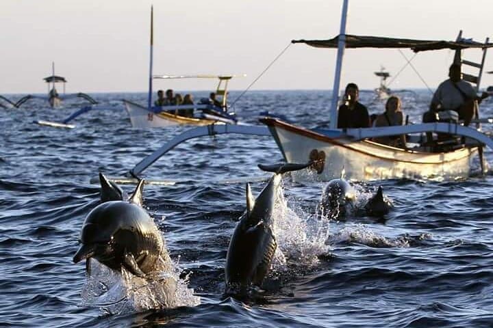 Dawn Dolphins and Gitgit Waterfall: North Bali Sunrise Swim & Snorkel photo 4