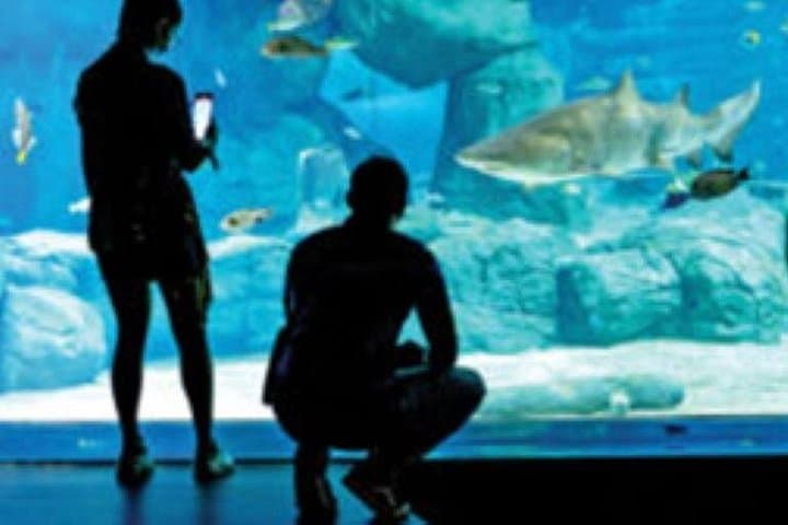 Odysseo Oceanarium Port Louis — Indian Ocean Marine Exhibits & Conservation photo 3