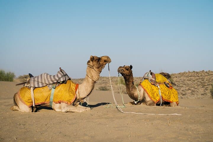 Sunset Camel Safari and Dinner in Jaisalmer's Quiet Dunes photo 6