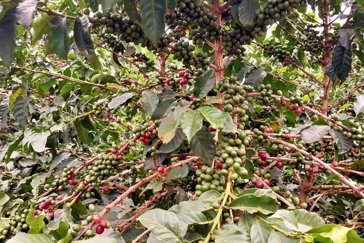 Fairview Coffee Farm Private Tour from Nairobi — Plantation, Processing & Cupping