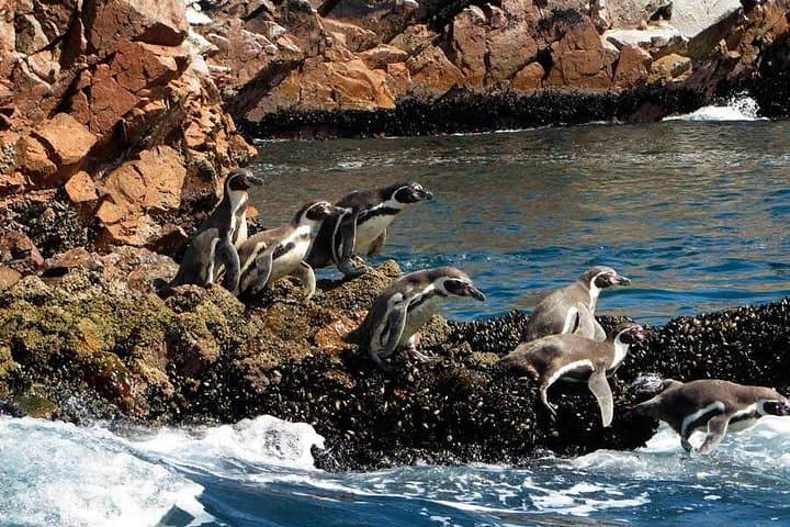 Ballestas Islands & Paracas Reserve: 7-Hour Wildlife Boat Tour from Paracas photo 1